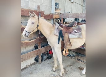 Appaloosa, Yegua, 4 años, 155 cm, Champán