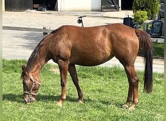 Appaloosa, Yegua, 4 años, 157 cm, Alazán rojizo