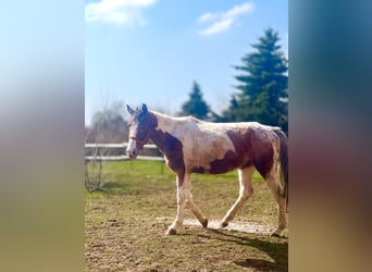 Appaloosa Mestizo, Yegua, 4 años, 158 cm, Pío