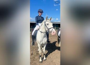 Appaloosa, Yegua, 5 años, 140 cm, Atigrado/Moteado