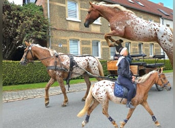 Appaloosa, Yegua, 5 años, 142 cm, Atigrado/Moteado