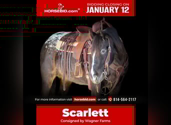 Appaloosa Mestizo, Yegua, 5 años, 147 cm