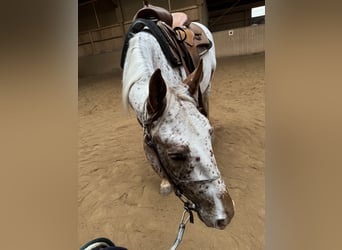 Appaloosa, Yegua, 5 años, 148 cm, Alazán