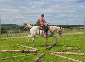 Appaloosa, Yegua, 5 años, 149 cm, Atigrado/Moteado