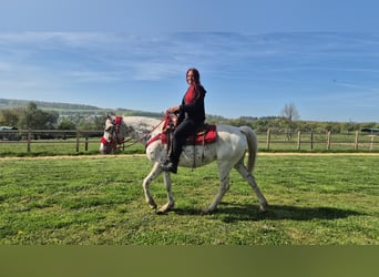 Appaloosa, Yegua, 5 años, 149 cm, Atigrado/Moteado