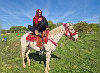 Appaloosa, Yegua, 5 años, 149 cm, Atigrado/Moteado