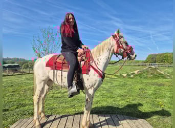 Appaloosa, Yegua, 5 años, 149 cm, Atigrado/Moteado