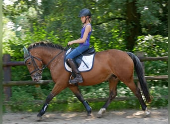 Appaloosa Mestizo, Yegua, 5 años, 152 cm