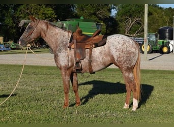 Appaloosa, Yegua, 5 años, 152 cm, Ruano alazán