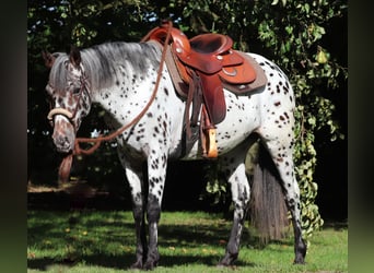 Appaloosa Mestizo, Yegua, 5 años, 153 cm, Atigrado/Moteado