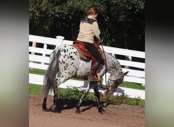 Appaloosa Mestizo, Yegua, 5 años, 153 cm, Atigrado/Moteado