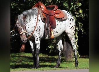 Appaloosa Mestizo, Yegua, 5 años, 153 cm, Atigrado/Moteado