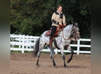 Appaloosa Mestizo, Yegua, 5 años, 153 cm, Atigrado/Moteado