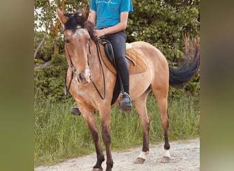Appaloosa, Yegua, 5 años, 155 cm, Castaño-ruano