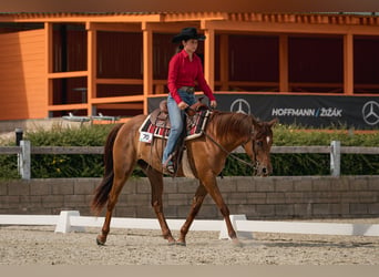 Appaloosa, Yegua, 5 años, 156 cm, Alazán-tostado