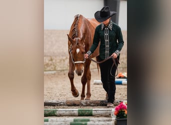 Appaloosa, Yegua, 5 años, 156 cm, Alazán-tostado