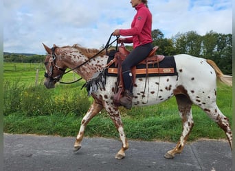 Appaloosa, Yegua, 5 años, 157 cm, Atigrado/Moteado