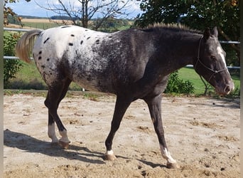 Appaloosa, Yegua, 5 años, 160 cm, Negro