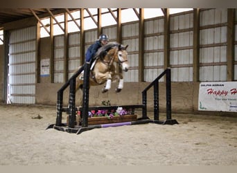 Appaloosa, Yegua, 6 años, 142 cm, Alazán rojizo