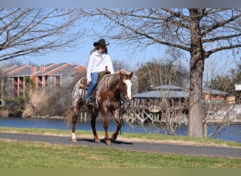 Appaloosa, Yegua, 6 años, 142 cm, Ruano alazán