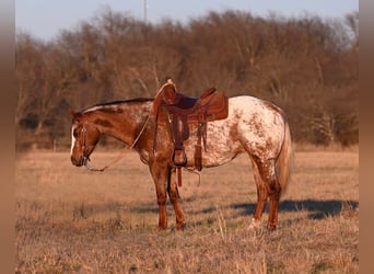 Appaloosa, Yegua, 6 años, 142 cm, Ruano alazán