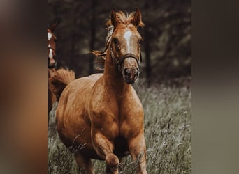 Appaloosa Mestizo, Yegua, 6 años, 148 cm, Red Dun/Cervuno