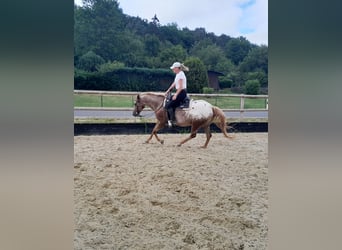Appaloosa, Yegua, 6 años, 150 cm, Alazán