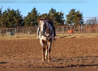 Appaloosa, Yegua, 6 años, 150 cm, Alazán-tostado