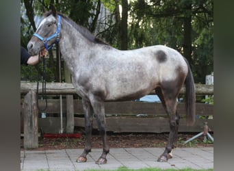 Appaloosa, Yegua, 6 años, 152 cm, Ruano azulado