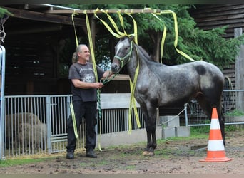 Appaloosa, Yegua, 6 años, 152 cm, Ruano azulado