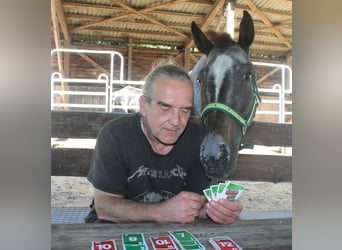 Appaloosa, Yegua, 6 años, 156 cm, Ruano azulado