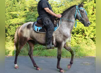 Appaloosa, Yegua, 6 años, 156 cm, Ruano azulado