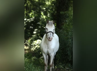 Appaloosa, Yegua, 7 años, 113 cm, Atigrado/Moteado
