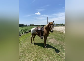 Appaloosa, Yegua, 7 años, 142 cm, Alazán-tostado