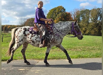 Appaloosa, Yegua, 7 años, 148 cm, Atigrado/Moteado