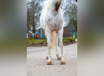 Appaloosa, Yegua, 7 años, 148 cm, Tordo