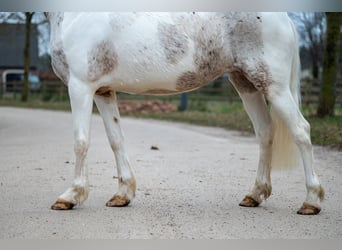 Appaloosa, Yegua, 7 años, 148 cm, Tordo