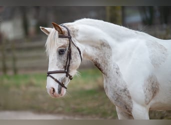 Appaloosa, Yegua, 7 años, 148 cm, Tordo