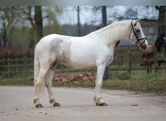 Appaloosa, Yegua, 7 años, 148 cm, Tordo