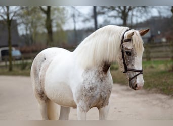 Appaloosa, Yegua, 7 años, 148 cm, Tordo