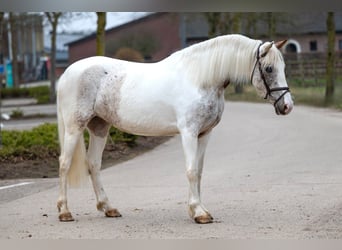 Appaloosa, Yegua, 7 años, 148 cm, Tordo