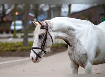 Appaloosa, Yegua, 7 años, 148 cm, Tordo