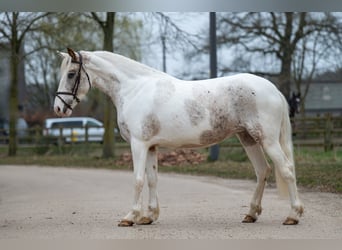Appaloosa, Yegua, 7 años, 148 cm, Tordo
