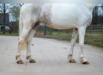 Appaloosa, Yegua, 7 años, 148 cm, Tordo