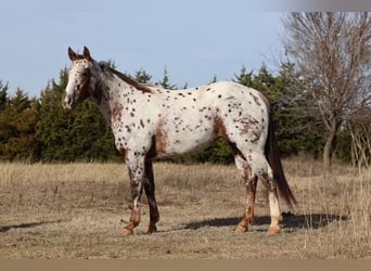 Appaloosa, Yegua, 7 años, 150 cm