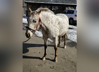 Appaloosa, Yegua, 7 años, 150 cm, White/Blanco