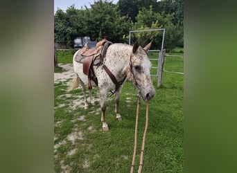 Appaloosa, Yegua, 7 años, 150 cm, White/Blanco
