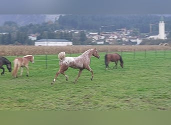 Appaloosa, Yegua, 7 años, 155 cm, Atigrado/Moteado