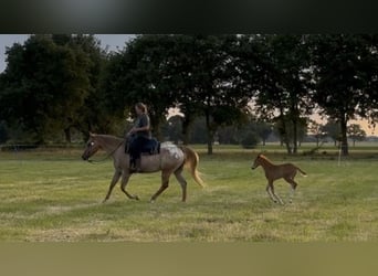 Appaloosa, Yegua, 7 años, 165 cm, Ruano alazán