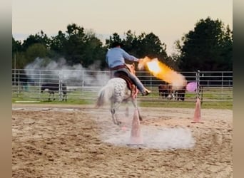 Appaloosa, Yegua, 8 años, 140 cm, Atigrado/Moteado